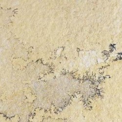 FOSSIL